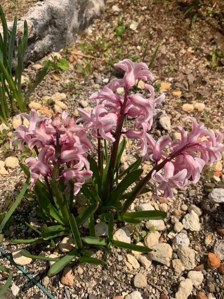 봄이 온 강남레옹치과, 꽃구경 하세요~^^ 관련 이미지 5