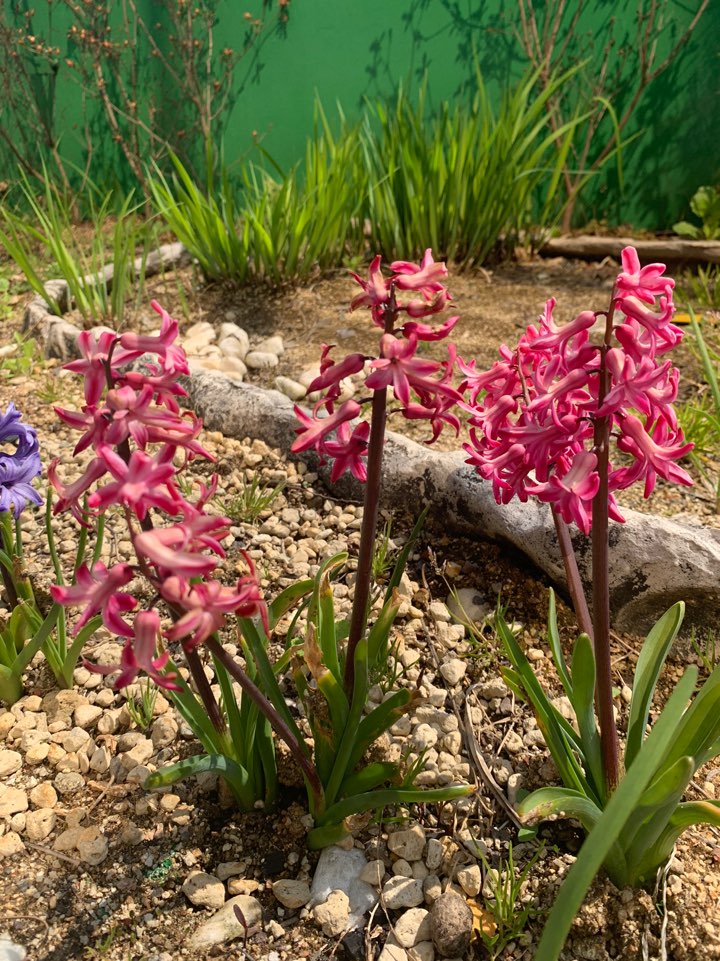 봄이 온 강남레옹치과, 꽃구경 하세요~^^ 관련 이미지 4