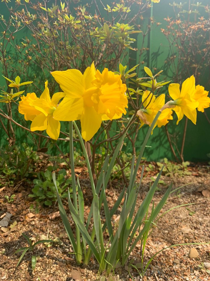 봄이 온 강남레옹치과, 꽃구경 하세요~^^ 관련 이미지 3