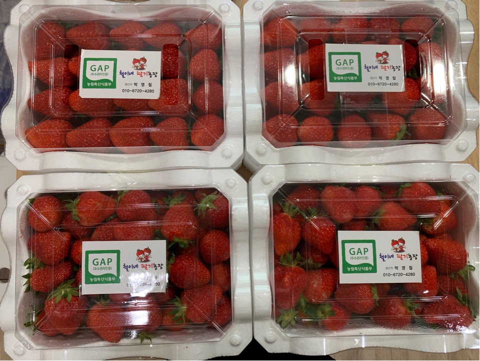 강남레옹치과는 지금 딸기밭~^^ 관련 이미지 2