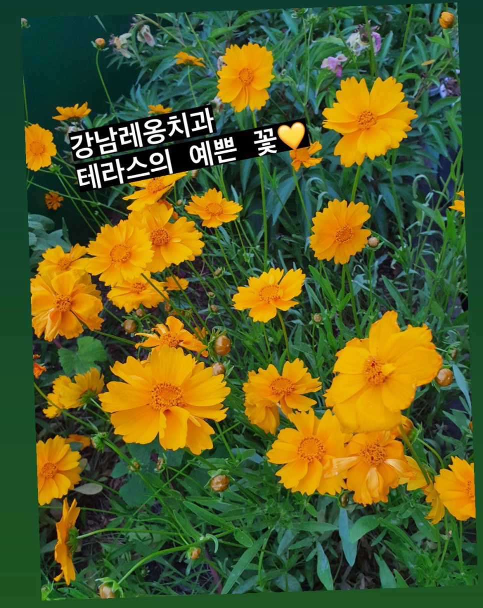 강남레옹치과의 즐거웠던 5월 일상들 관련 이미지 4