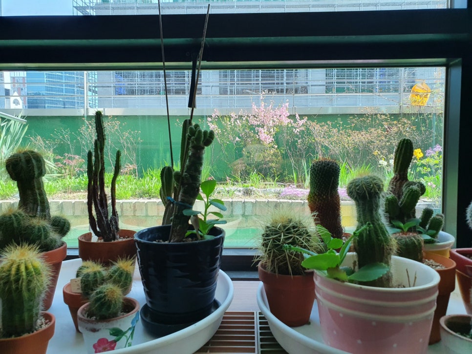 강남레옹치과의 4월, 행복한 일상 관련 이미지 2