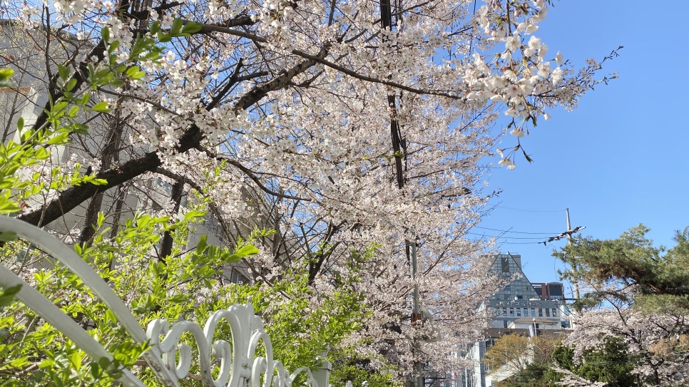 랜선 벚꽃구경, 강남레옹치과 근처 길이에요~ 관련 이미지 4