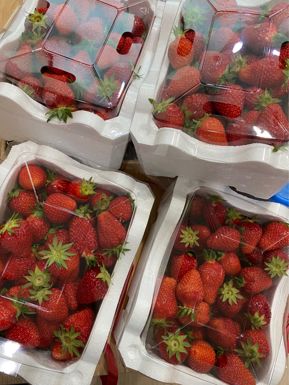 강남레옹치과는 지금 딸기밭~^^ 관련 이미지 7