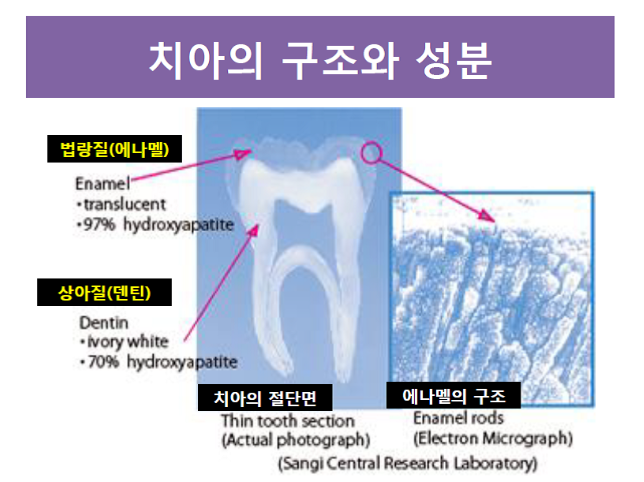 충치예방부터 시린이 완화까지! 아파프로 치아영양제의 5가지 효과✨ / 강남레옹치과 관련 이미지 2
