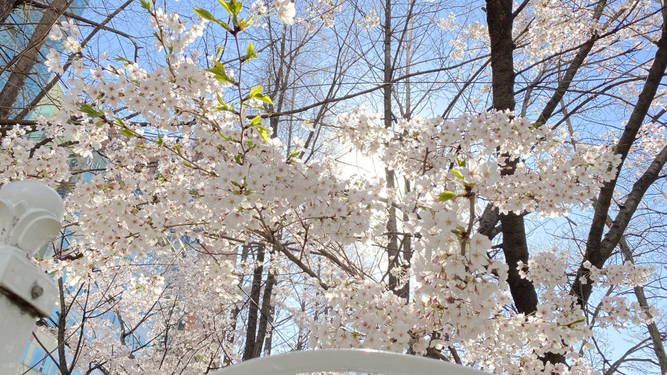 랜선 벚꽃구경, 강남레옹치과 근처 길이에요~ 관련 이미지 3