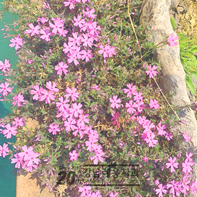 봄이 온 강남레옹치과, 꽃구경 하세요~^^ 관련 이미지 1