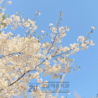 랜선 벚꽃구경, 강남레옹치과 근처 길이에요~ 관련 이미지 1