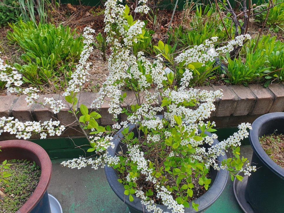 강남레옹치과의 4월, 행복한 일상 관련 이미지 3