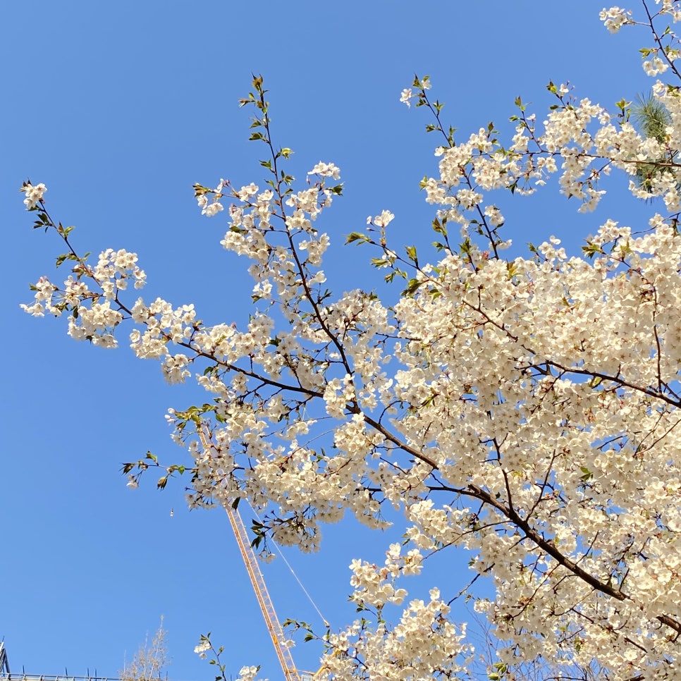 랜선 벚꽃구경, 강남레옹치과 근처 길이에요~ 관련 이미지 2