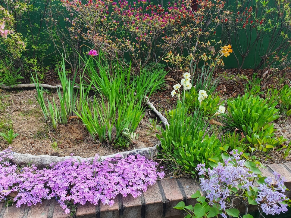 강남레옹치과의 4월, 행복한 일상 관련 이미지 4