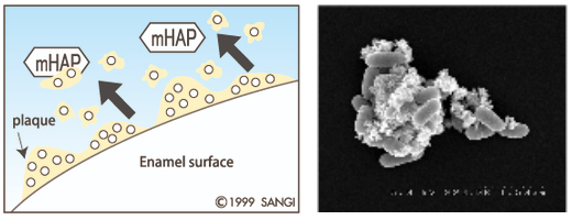 치아성분 치아영양제 아파프로로 약해진 치아관리! / 강남레옹치과 관련 이미지 3