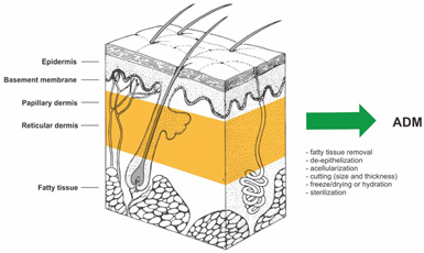Gangnam Re2O Treatment: Controversy Over Use of Human Tissue and Side Effects? Misconceptions and Facts About Re2O. image 10