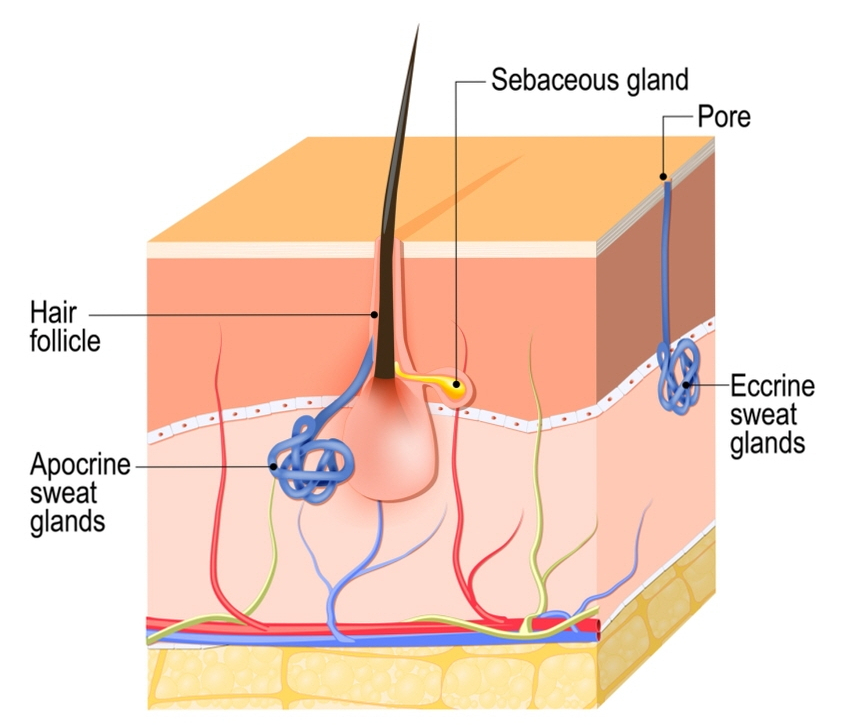 What Is a Dermatology Clinic That Does Great Calf and Trapezius Botox, Hyperhidrosis Botox, and Fat-Dissolving Injections for Body Care in Gangnam? (+Event) image 11