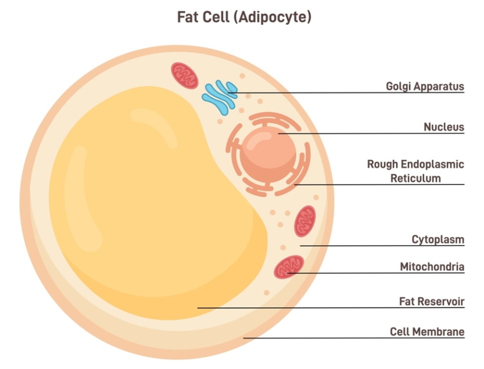 What Is a Dermatology Clinic That Does Great Calf and Trapezius Botox, Hyperhidrosis Botox, and Fat-Dissolving Injections for Body Care in Gangnam? (+Event) image 15