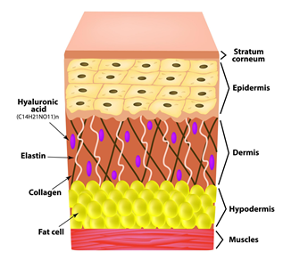 Gangnam Re2O Treatment: Controversy Over Use of Human Tissue and Side Effects? Misconceptions and Facts About Re2O. image 11