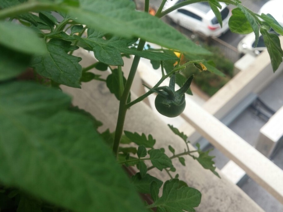 방울 토마토 키우기 11일차 관련 이미지 2