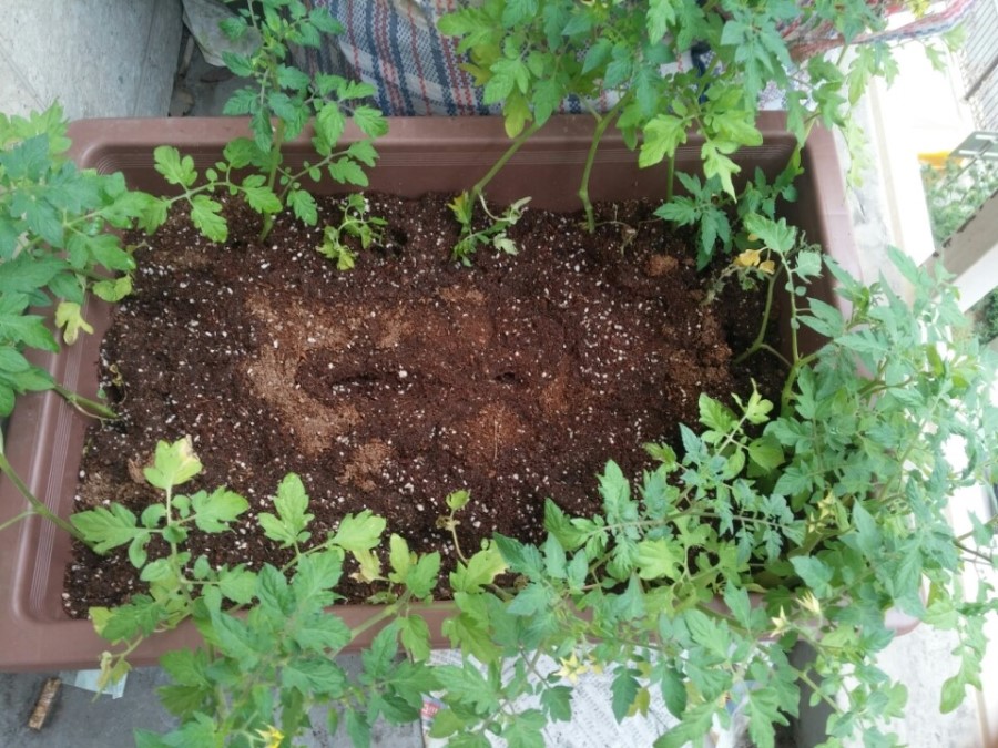 방울토마토 키우기 - 세라믹치과 관련 이미지 1