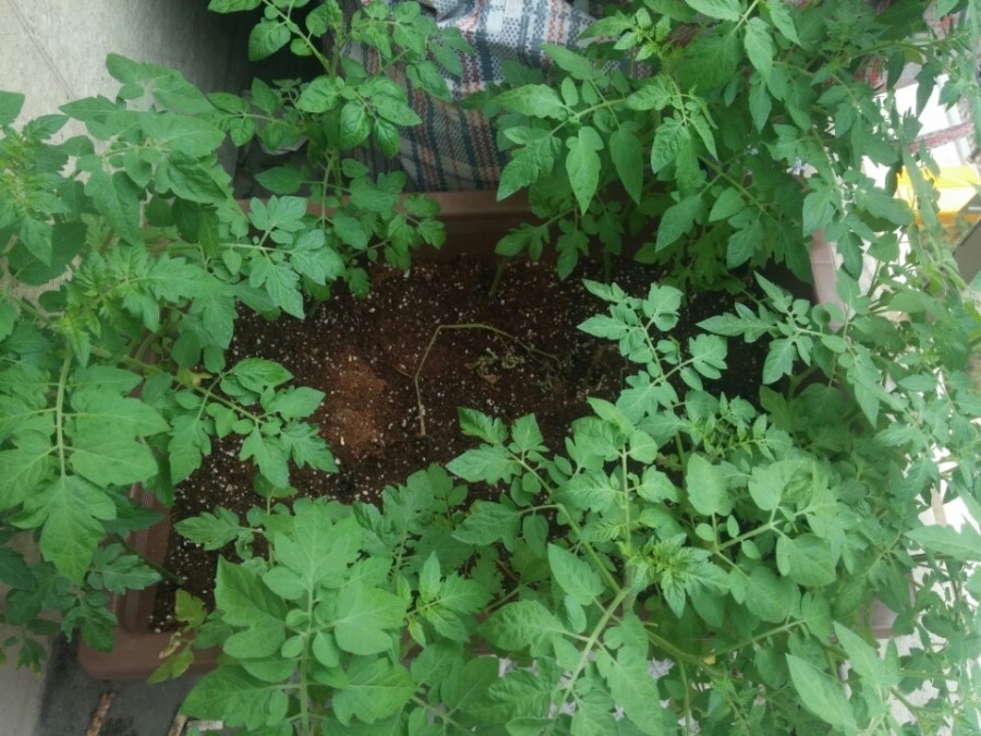 방울 토마토 키우기 11일차 관련 이미지 1