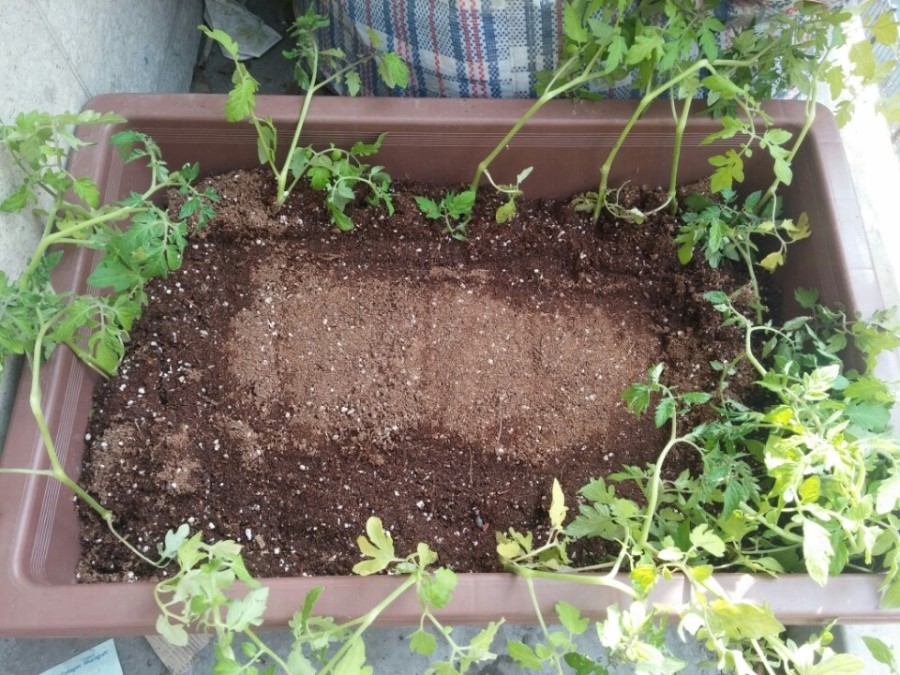 세라믹치과 - 방울토마토 이야기 1 관련 이미지 1