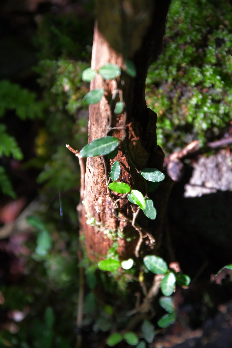교레리 휴양림 생태숲 관련 이미지 7