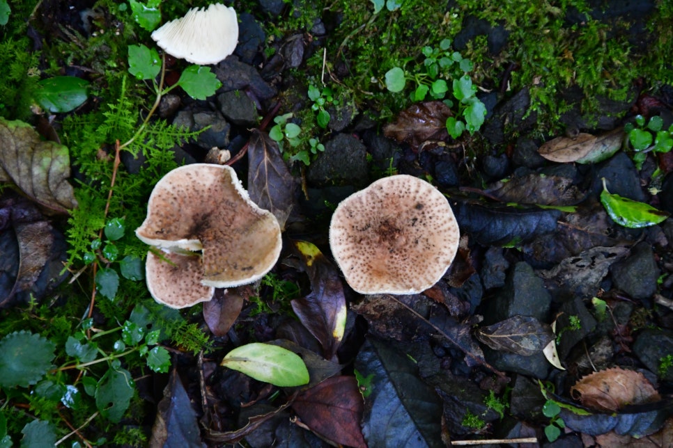 교레리 휴양림 생태숲 관련 이미지 10