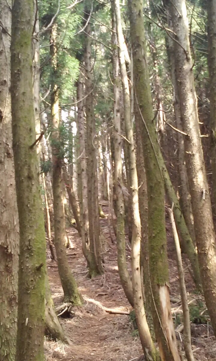 왕이메오름 관련 이미지 8