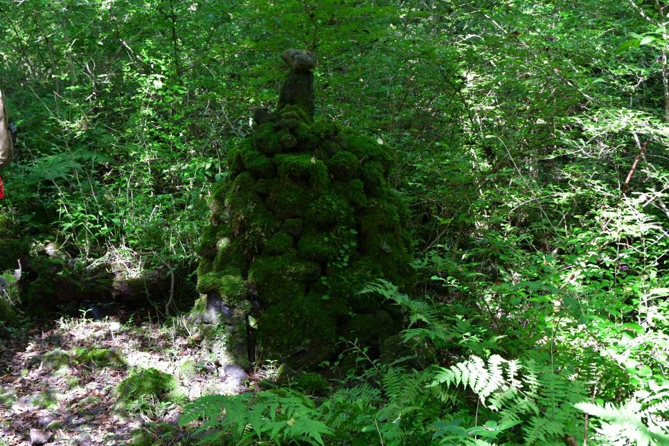 교레리 휴양림 생태숲 관련 이미지 1