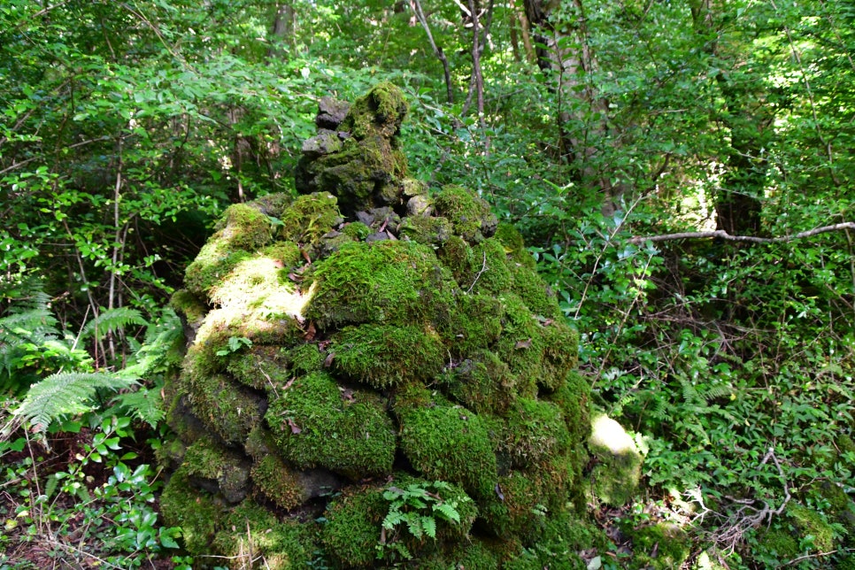 교레리 휴양림 생태숲 관련 이미지 4