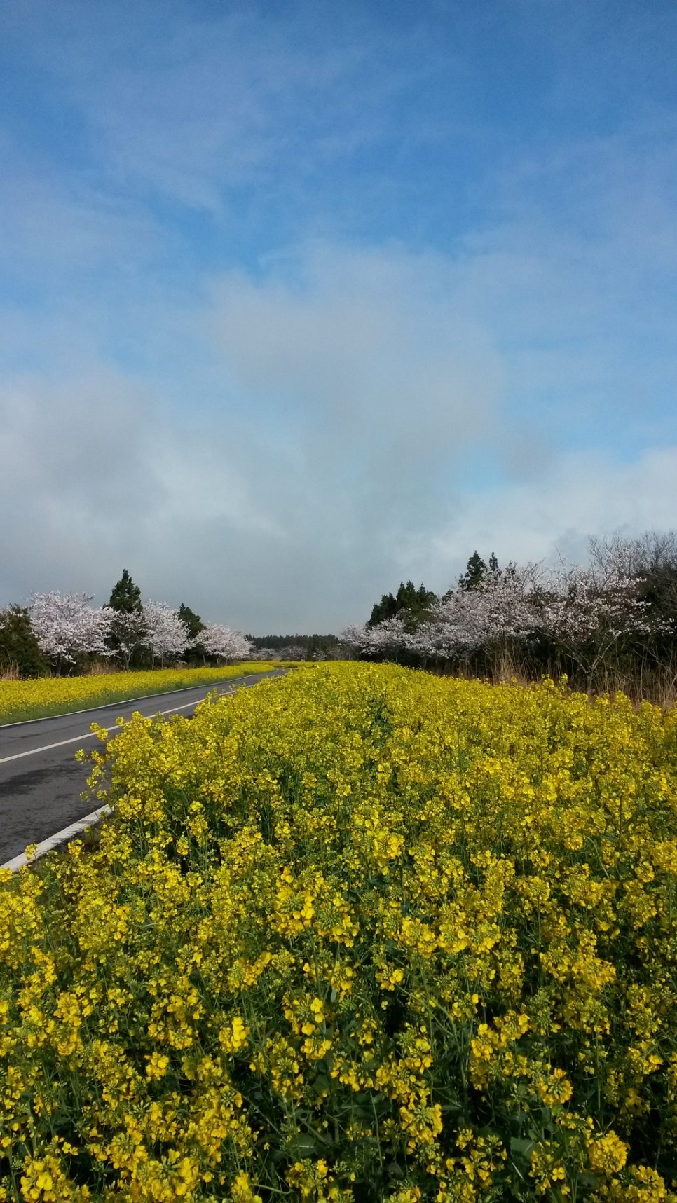 쫄븐갑마장길 유체꽃 벗꽃 대박 관련 이미지 4