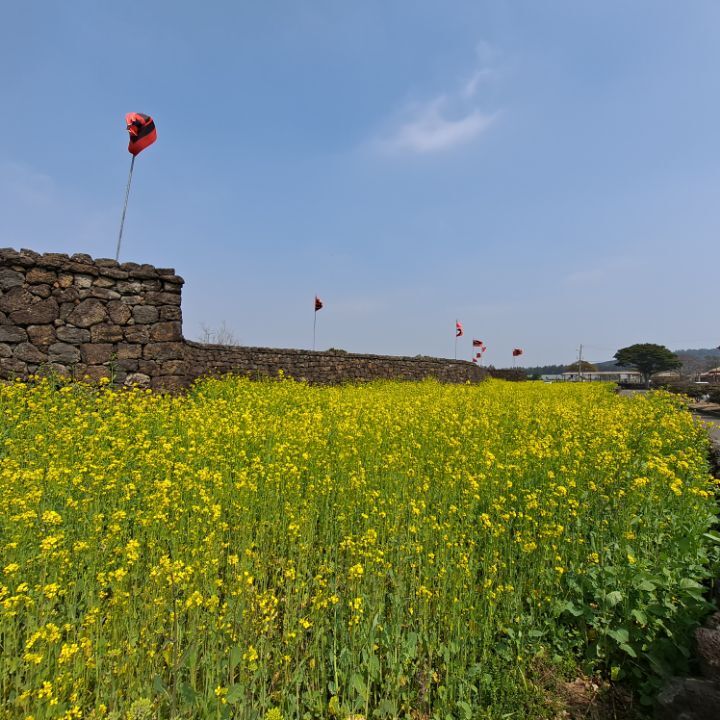 유채꽃~~너!!!참 반갑다~~^^ 관련 이미지 4