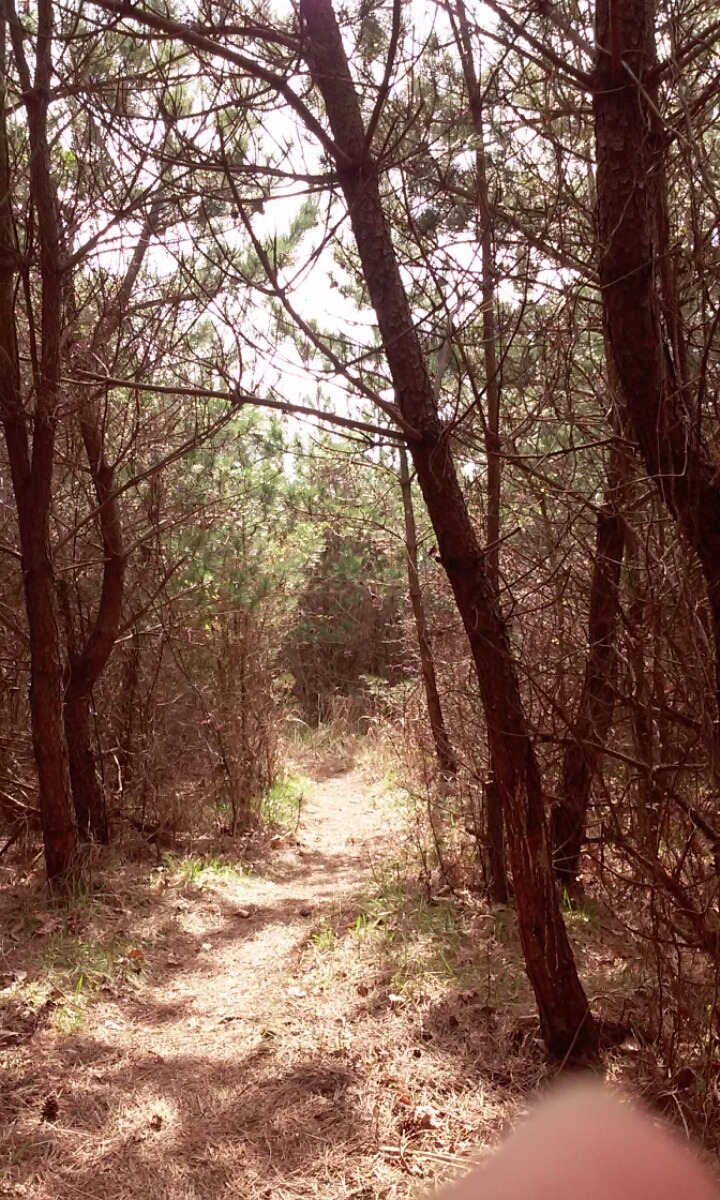 왕이메오름 관련 이미지 4