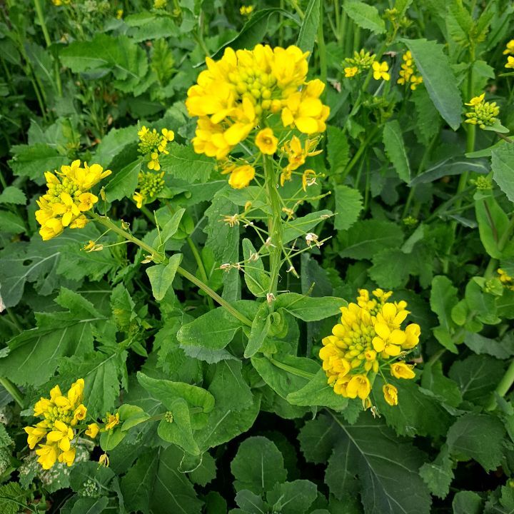 유채꽃~~너!!!참 반갑다~~^^ 관련 이미지 7