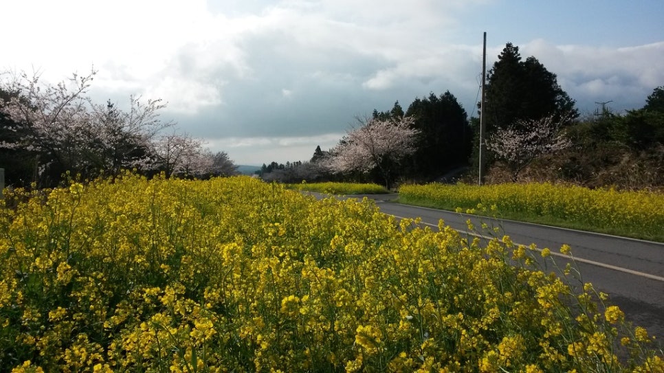 쫄븐갑마장길 유체꽃 벗꽃 대박 관련 이미지 2
