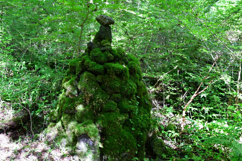 교레리 휴양림 생태숲 관련 이미지 2