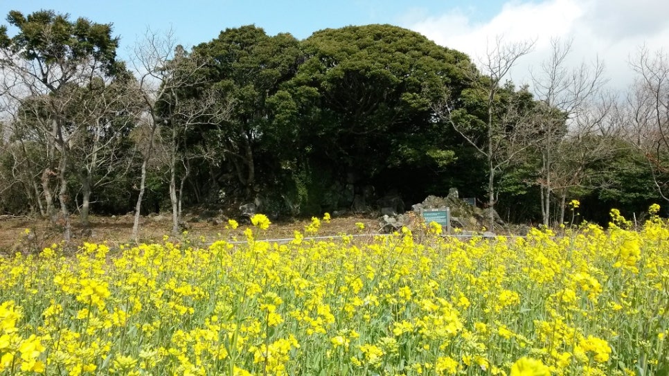 쫄븐갑마장길 유체꽃 벗꽃 대박 관련 이미지 9