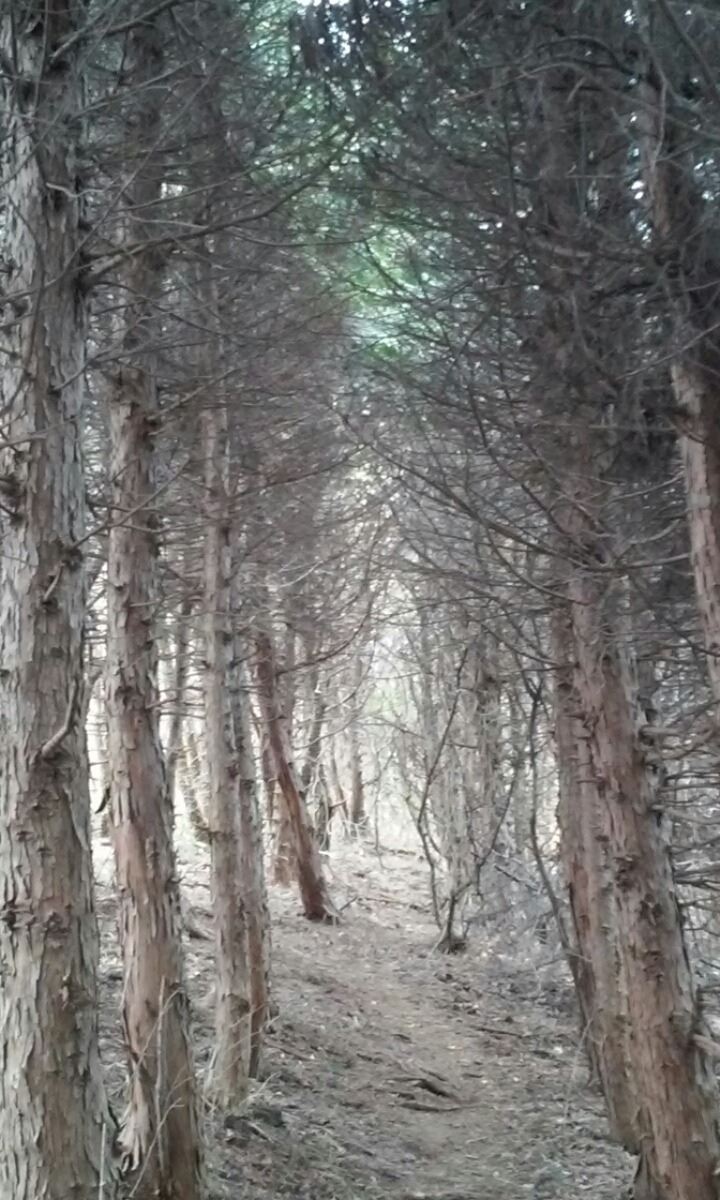 왕이메오름 관련 이미지 6