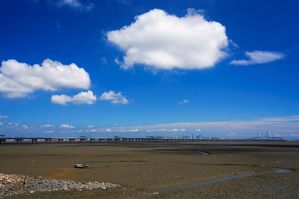 갈매기의 식성과 사회 생활정보 관련 이미지 2