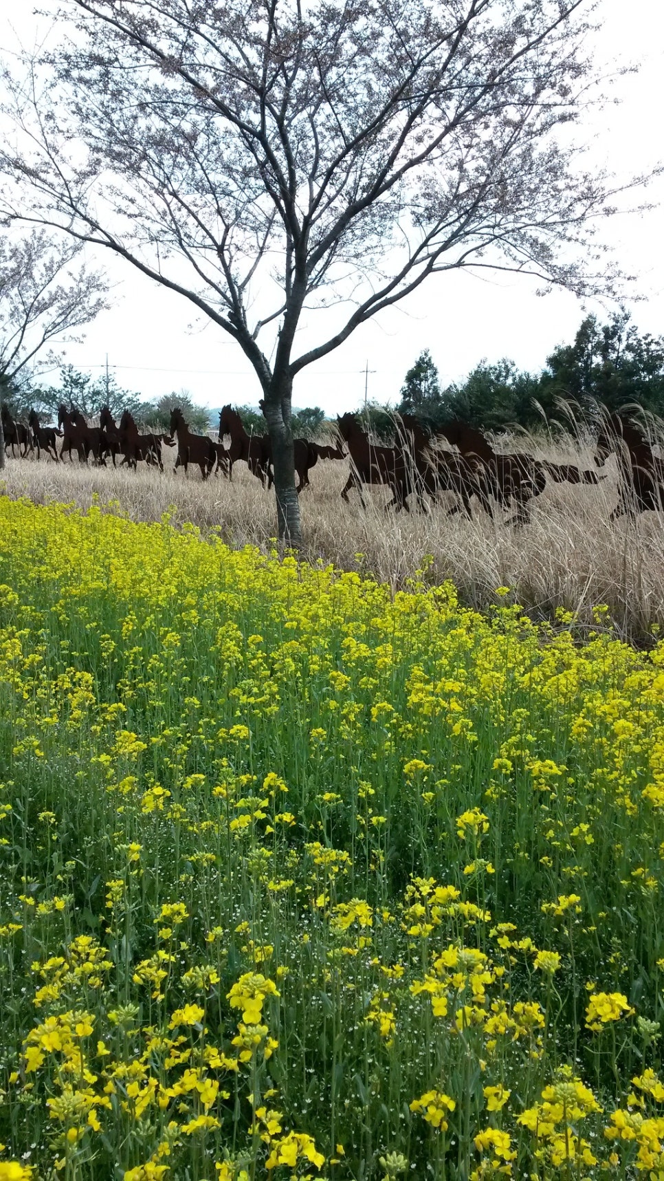 쫄븐갑마장길 유체꽃 벗꽃 대박 관련 이미지 10