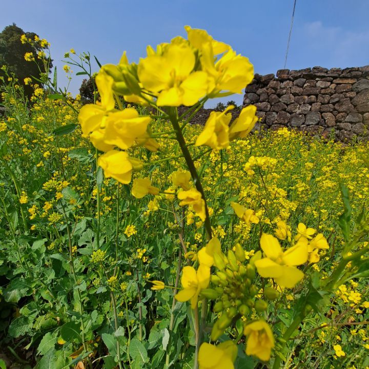 유채꽃~~너!!!참 반갑다~~^^ 관련 이미지 5
