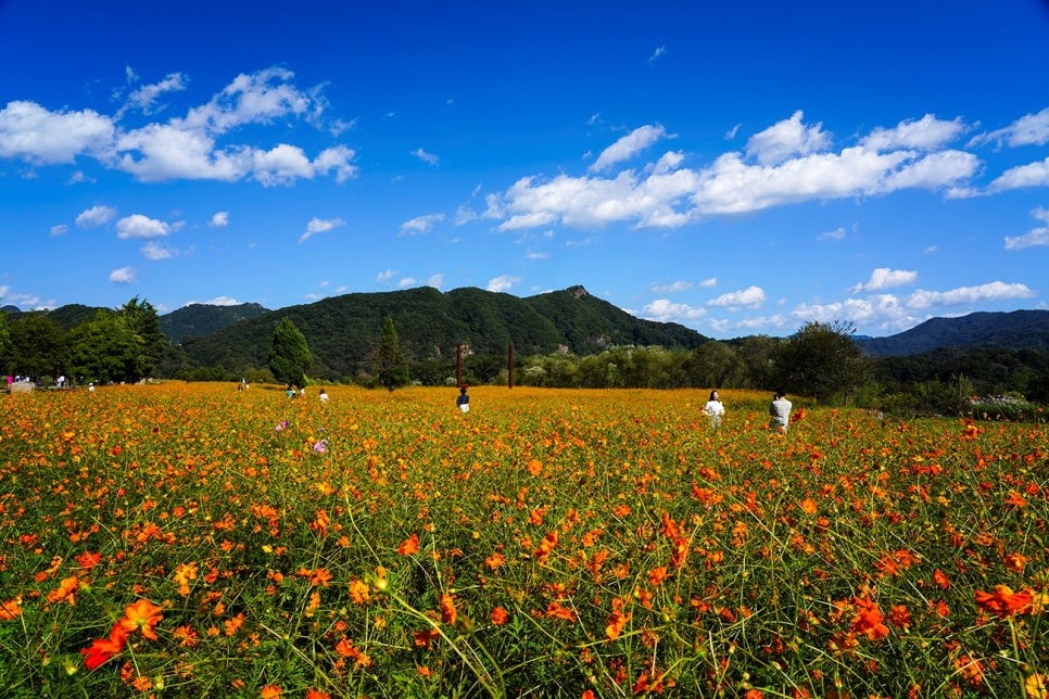 갈매기의 식성과 사회 생활정보 관련 이미지 16