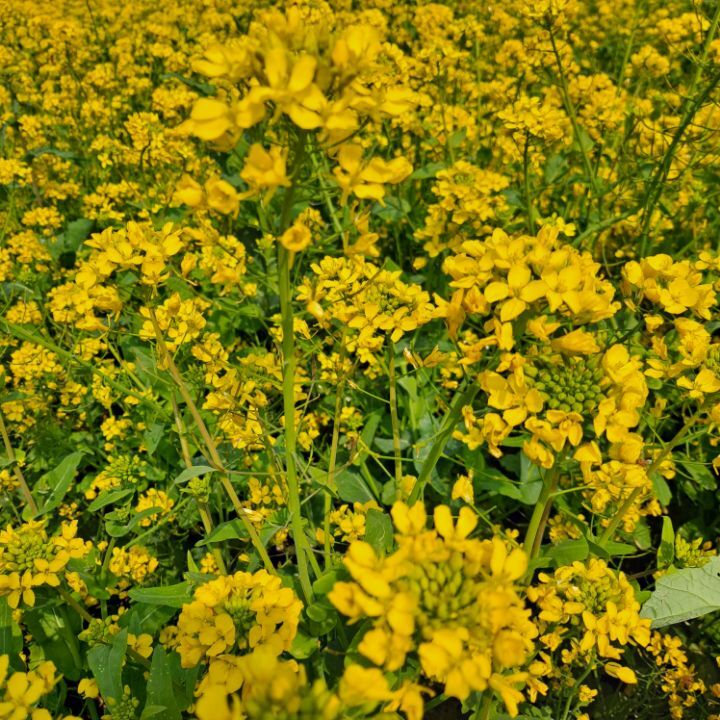 유채꽃~~너!!!참 반갑다~~^^ 관련 이미지 8