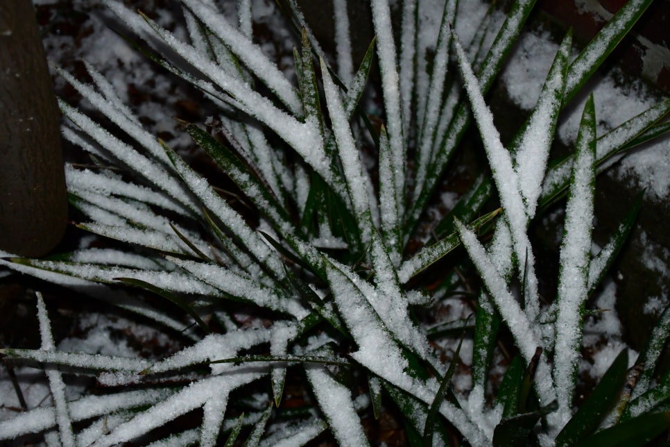 밤세 자고난이 관련 이미지 2