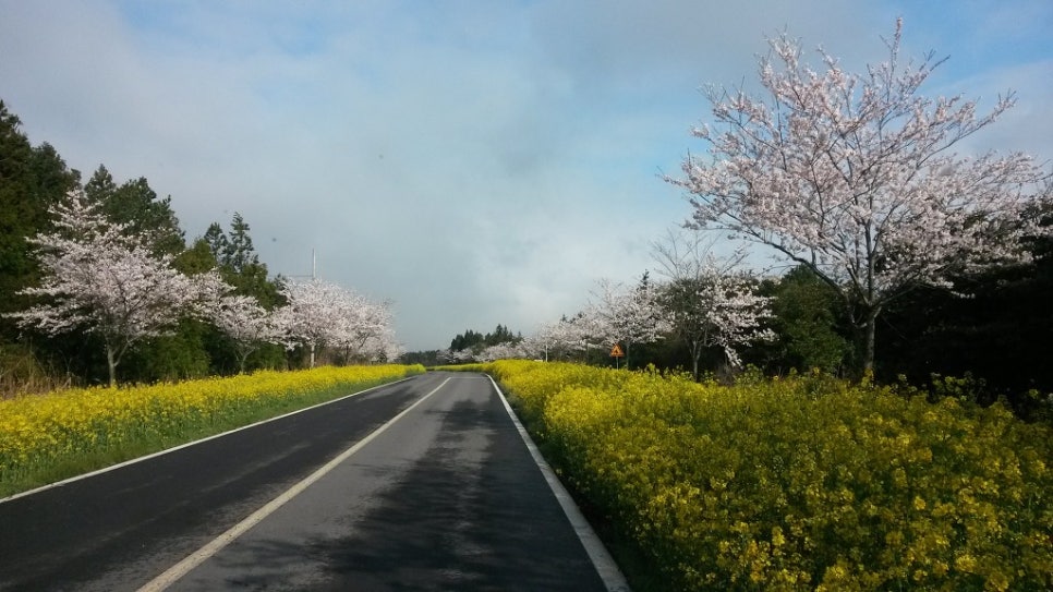 쫄븐갑마장길 유체꽃 벗꽃 대박 관련 이미지 1