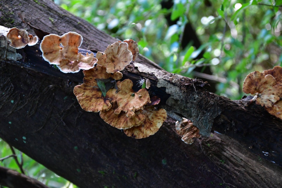 교레리 휴양림 생태숲 관련 이미지 5