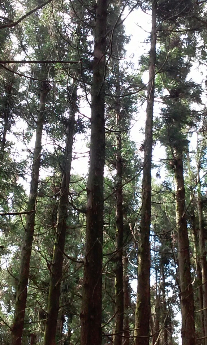 왕이메오름 관련 이미지 9