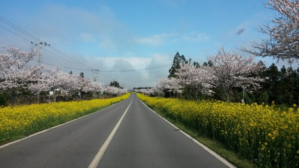 쫄븐갑마장길 유체꽃 벗꽃 대박 관련 이미지 6