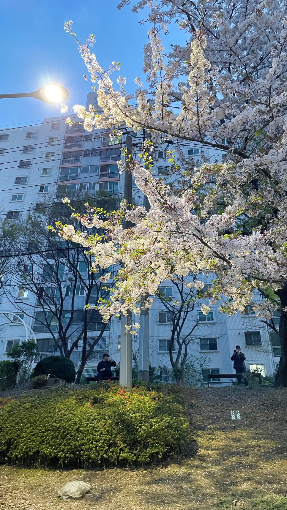 어느덧 봄이왔네요 관련 이미지 1