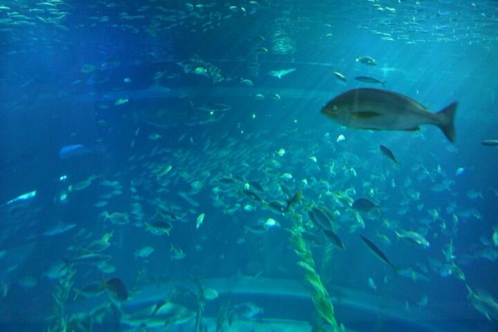 아쿠아리움 관련 이미지 1