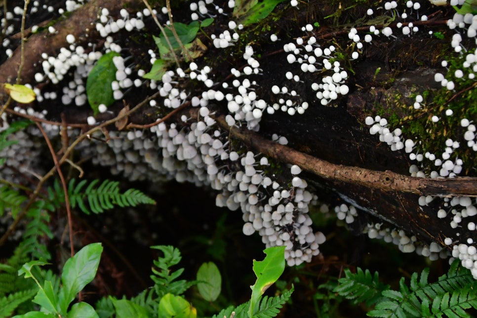 교레리 휴양림 생태숲 관련 이미지 3